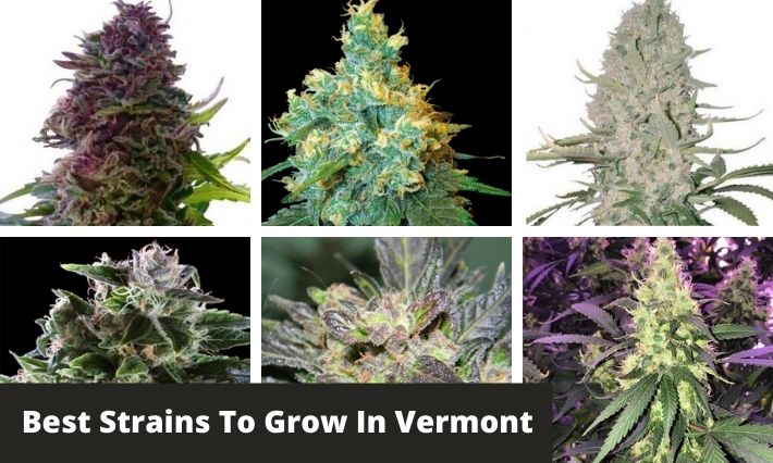 best strains to grow in vermont