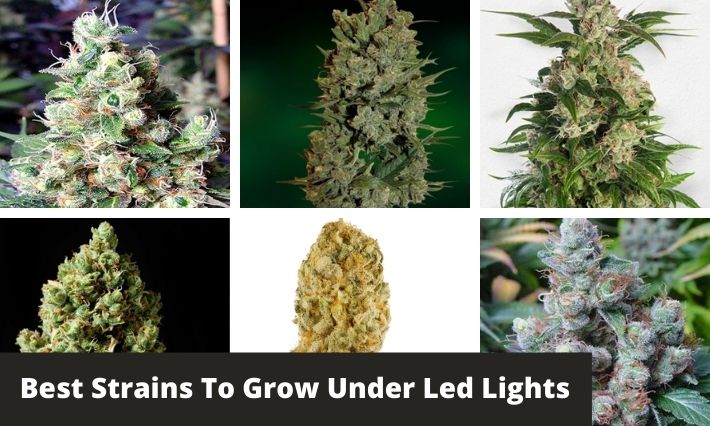 best strains to grow under led lights