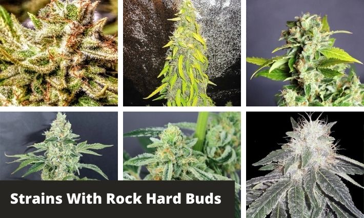 strains with rock hard buds