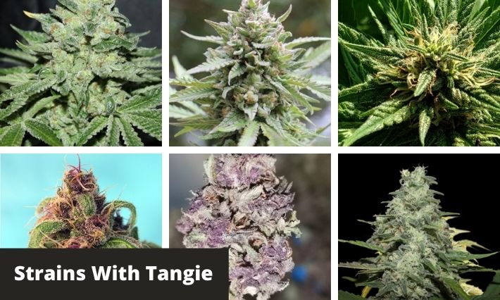strains with tangie