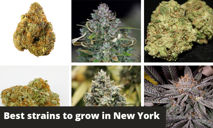 best strains to grow in new york