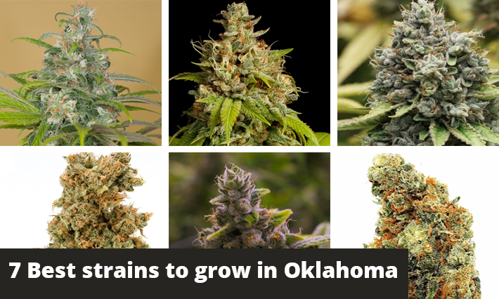 best strains to grow in oklahoma