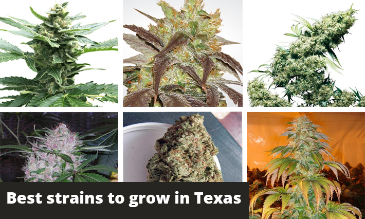 best strains to grow in texas