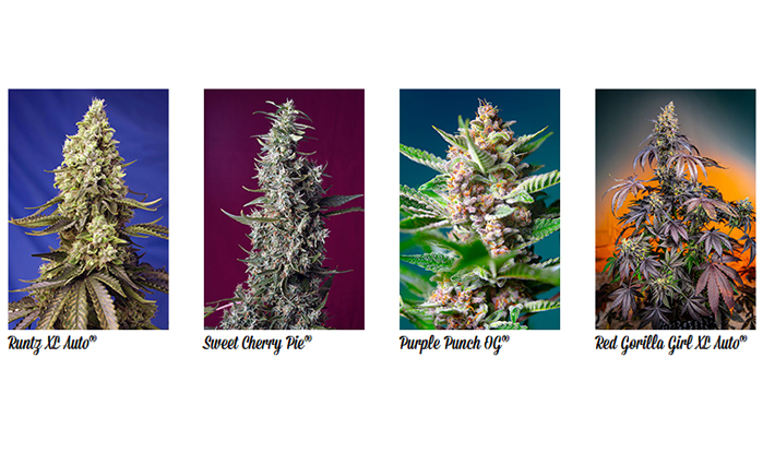 sweet seeds strains