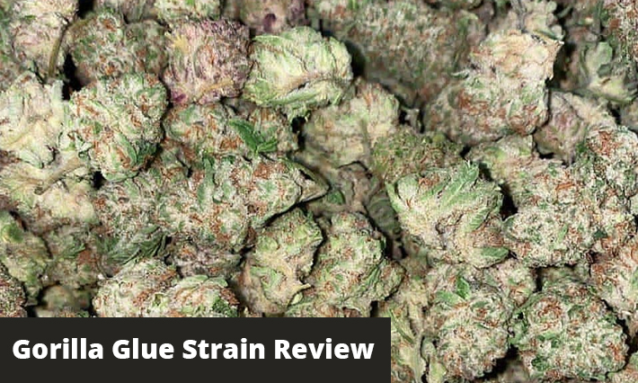 gorilla glue strain review