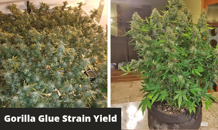 gorilla glue strain yield