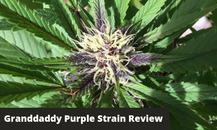 granddaddy purple strain review