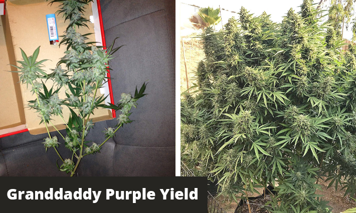 granddaddy purple yield