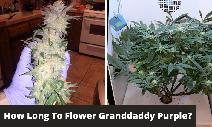 how long to flower granddaddy purple