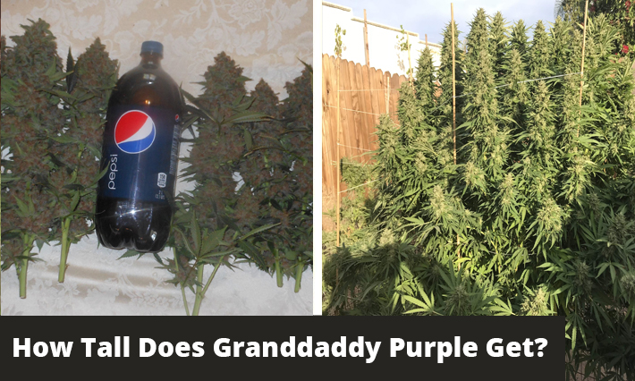 how tall does granddaddy purple get
