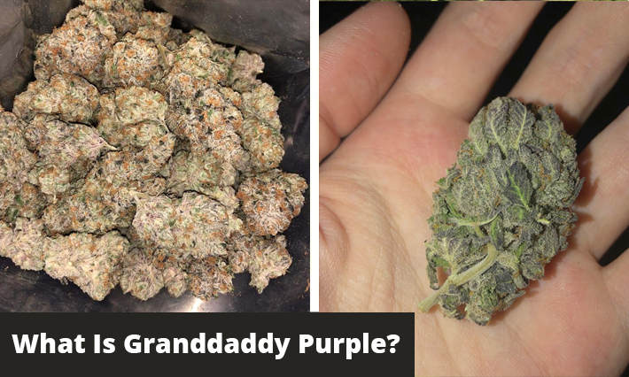 what is granddaddy purple