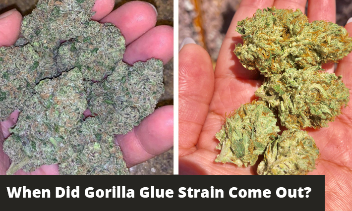 when did gorilla glue strain come out