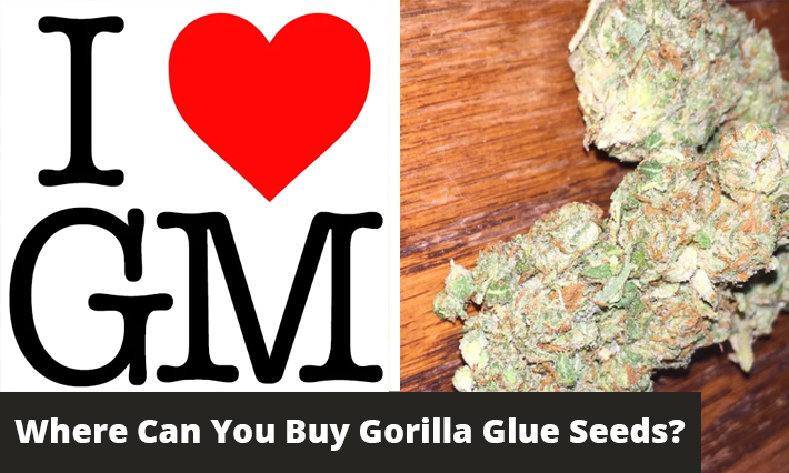 where can you buy gorilla glue seeds