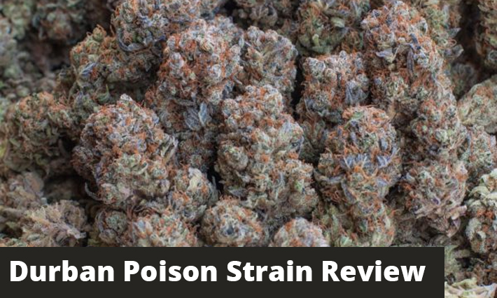 Durban Poison Strain Review