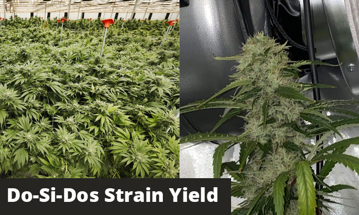 do si dos strain yield