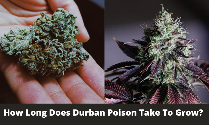how long does durban poison take to grow