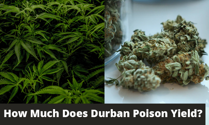 how much does durban poison yield