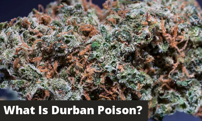 what is durban poison