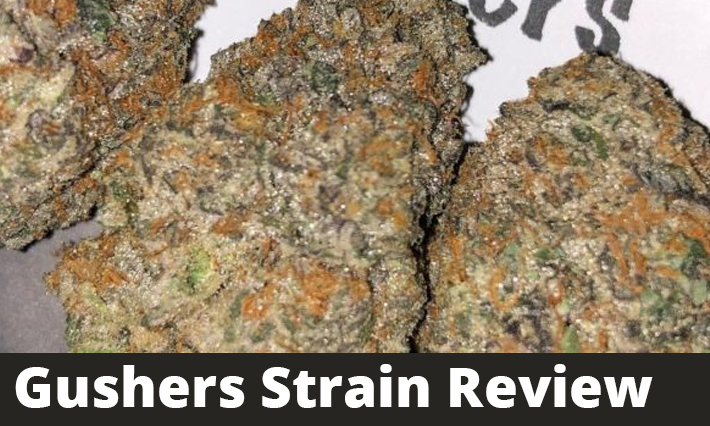 Gushers Strain Review