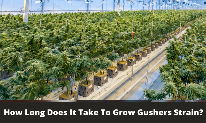 How Long Does It Take To Grow Gushers Strain