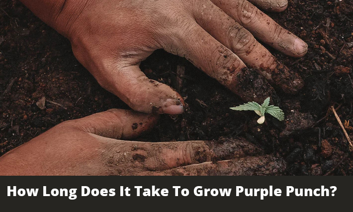 How Long Does It Take To Grow Purple Punch