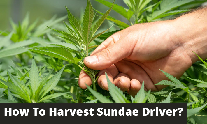 How To Harvest Sundae Driver