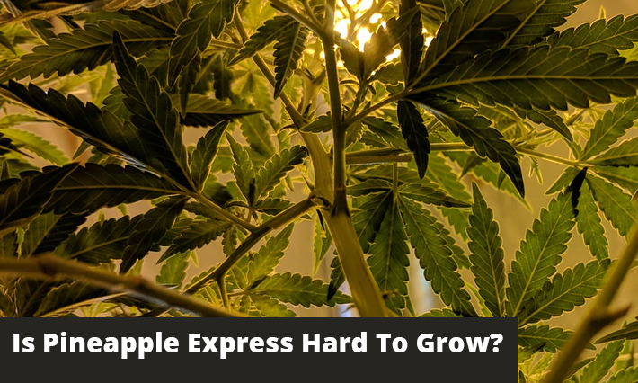 Is Pineapple Express Hard To Grow