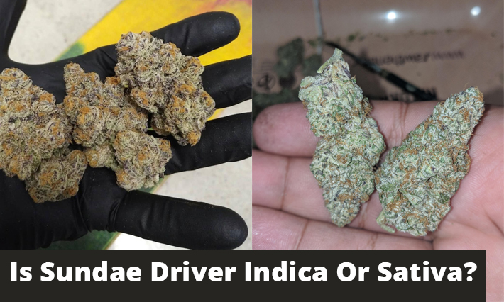 Is Sundae Driver Indica Or Sativa