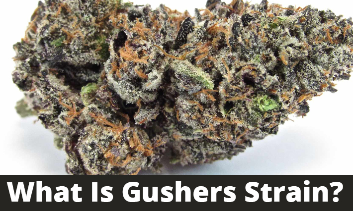 What Is Gusher Strain