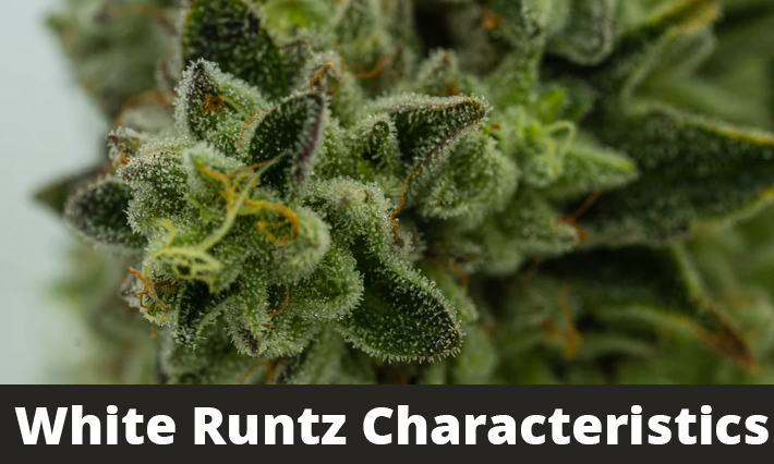White Runtz Characteristics