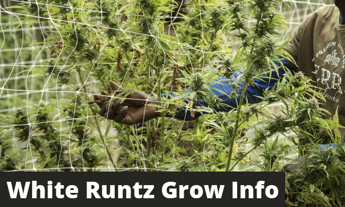 White Runtz Grow Info