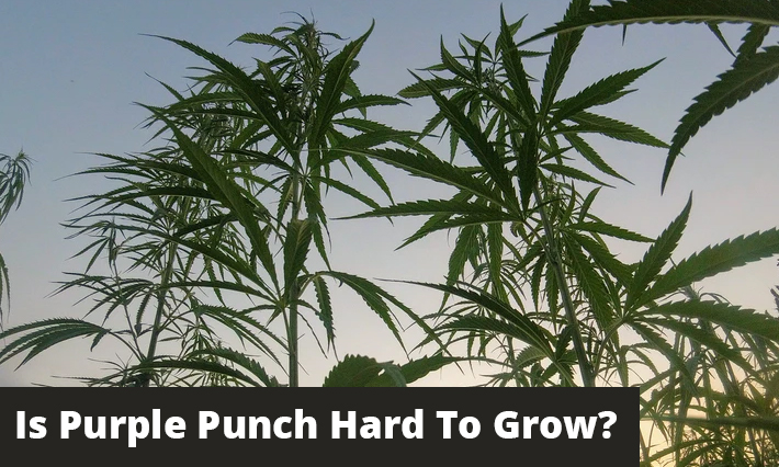 is purple punch hard to grow