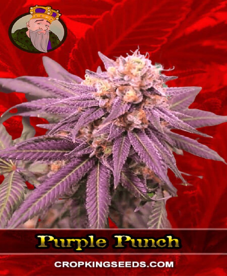 purple punch cropking