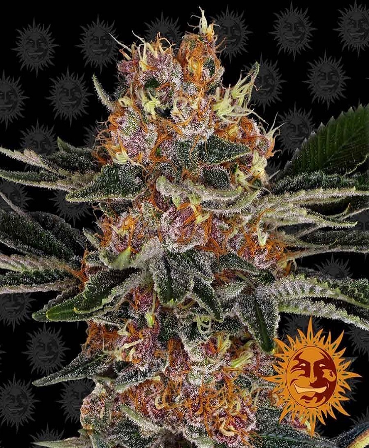 purple punch strain information purple punch strain information