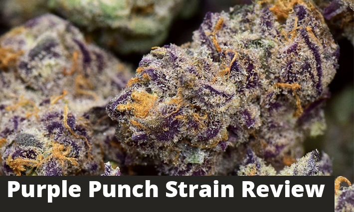 purple punch strain review