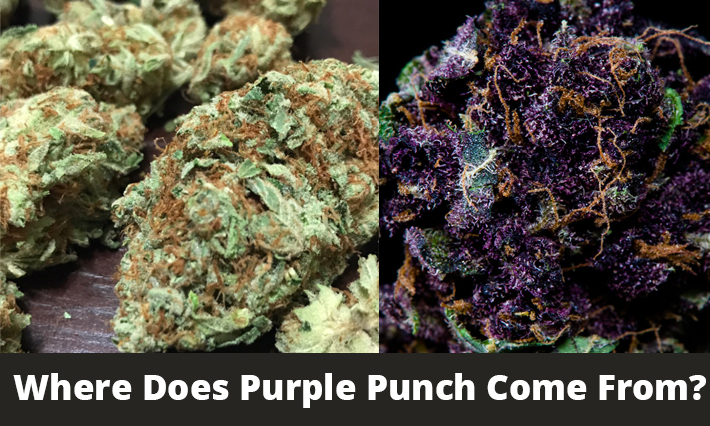 where does purple punch come from 1