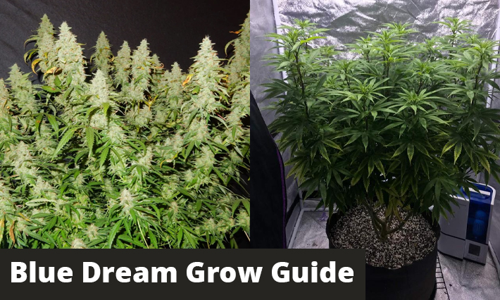 Blue Dream Grow Guide