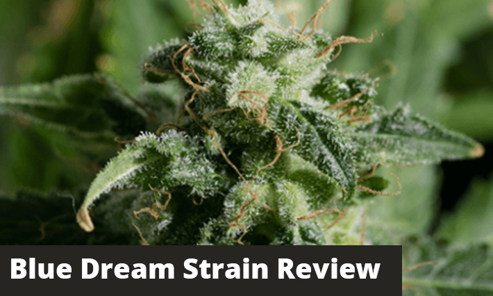 Blue Dream Strain Review