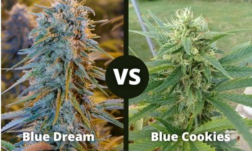 Blue Dream vs Blue Cookies