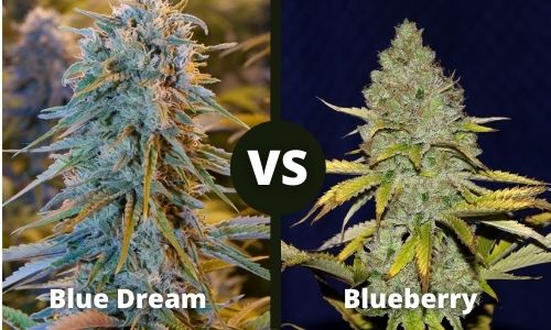 Blue Dream vs Blueberry