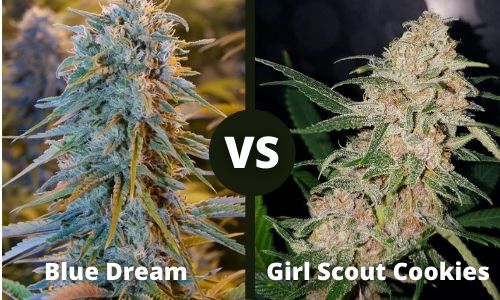 Blue Dream vs Girl Scout Cookies