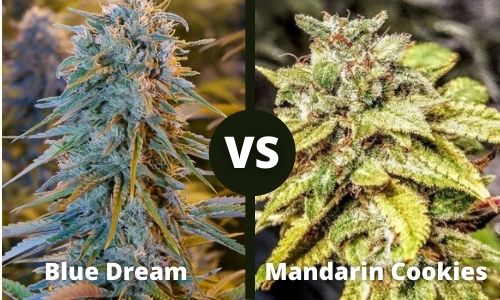 Blue Dream vs Mandarin Cookies
