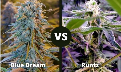 Blue Dream vs Runtz