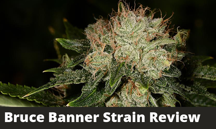 Bruce Banner Strain Review