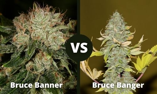 Bruce Banner vs Bruce Banger