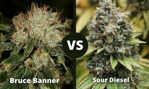 Bruce Banner vs Sour Diesel