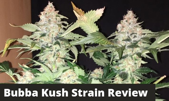 Bubba Kush Strain Review