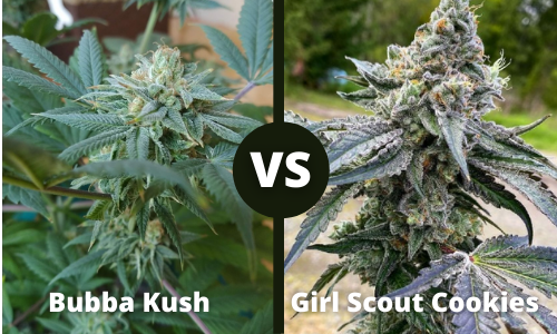 Bubba Kush vs Girl Scout cookies