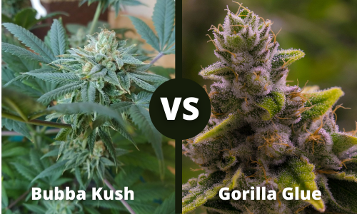 Bubba Kush vs Gorilla Glue