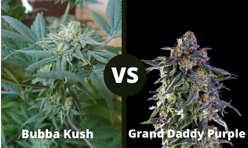 Bubba Kush vs Grandaddy Purple